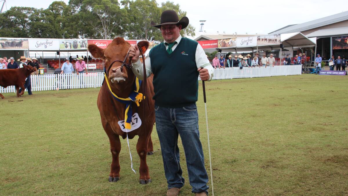 Tyson Will, Delungra, with the reserve heavyweight steer. Picture by Alexandra Bernard. 