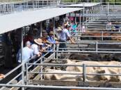 A total of 700 cattle were yarded at Maitland on Saturday. File photo. 
