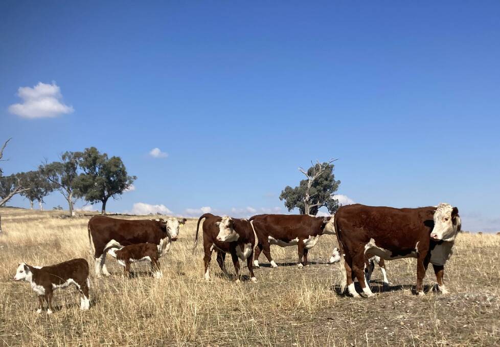 Joining in mid-June, the Reid family has cows calving at the moment on their Albury district property. Picture supplied