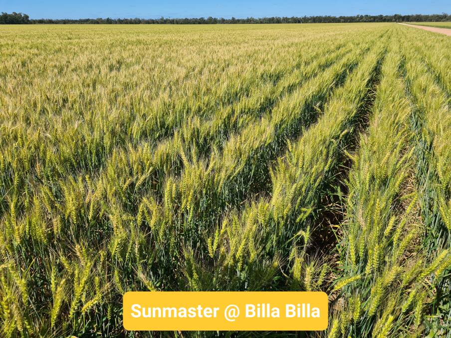 Sunmaster seed production at Billa Billa, Queensland. Picture supplied