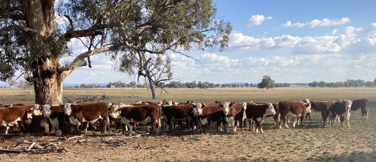 Robert Reid believes there's nothing better than looking out over a paddock of red and white cattle, and this photo is testament to that with Hereford steers running on his family's Albury district property, Chudleigh. Picture supplied