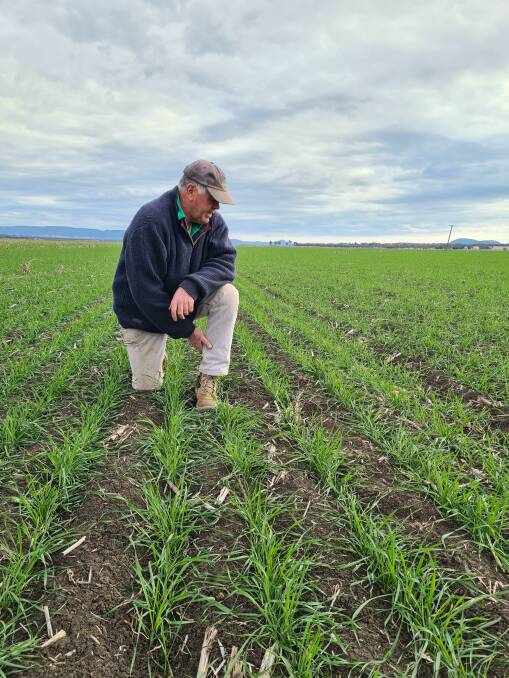 Ed Simson in a crop of Sunmaster wheat grown on his family's Liverpool Plains property last season. Picture supplied