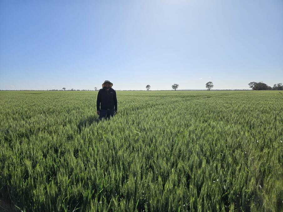 One of AGT"s wheat breeders, Usman Ijaz, inspecting an irrigated Sunmaster crop at Griffith. Picture supplied 