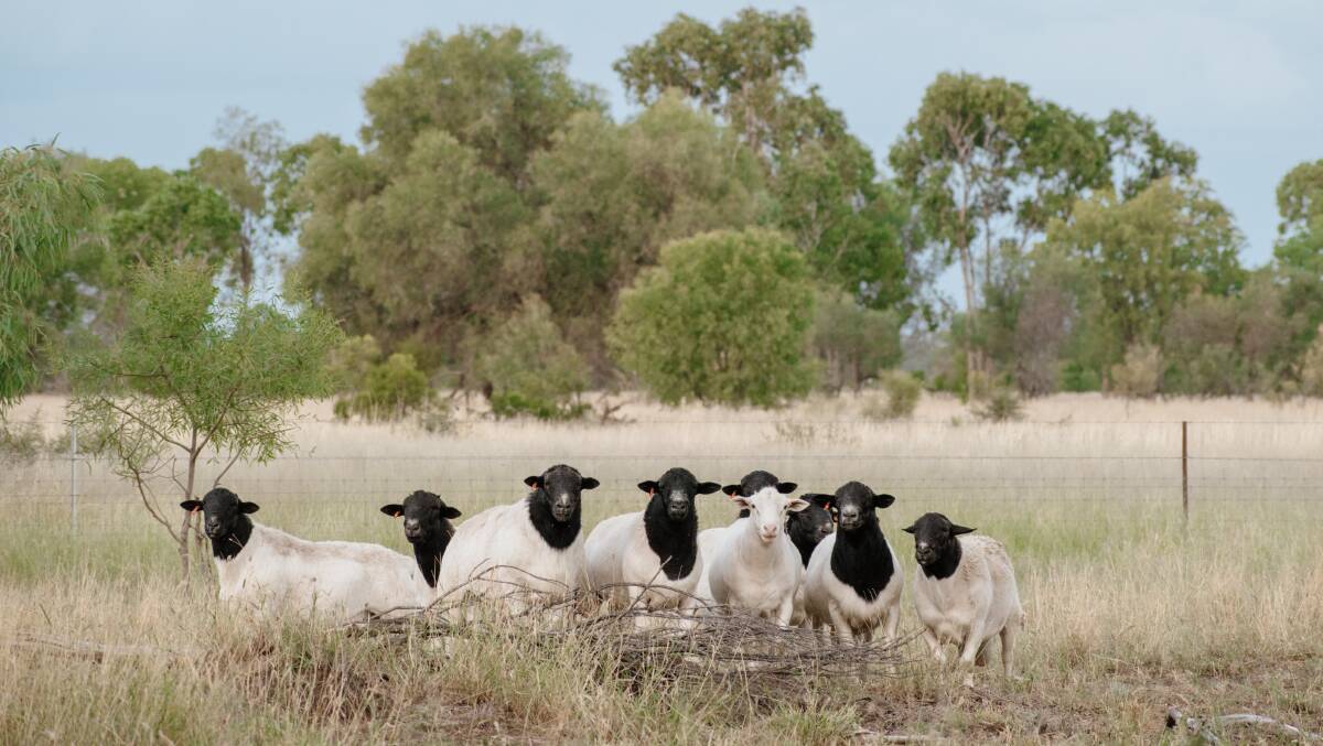 Dorpers are Australia's preferred meat sheep with low running costs, low animal husbandry costs and better resistance to diseases, according to DSSA vice president, Mel Pagett, Winrae Dorper stud, Bundarra. Picture supplied