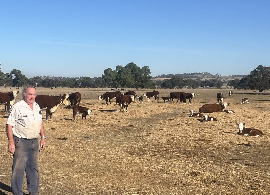 Hereford producer of 65 years, Robert Reid, Chudleigh, Howlong, with some Hereford cows with first calves running on his 1620 hectare property. Picture supplied