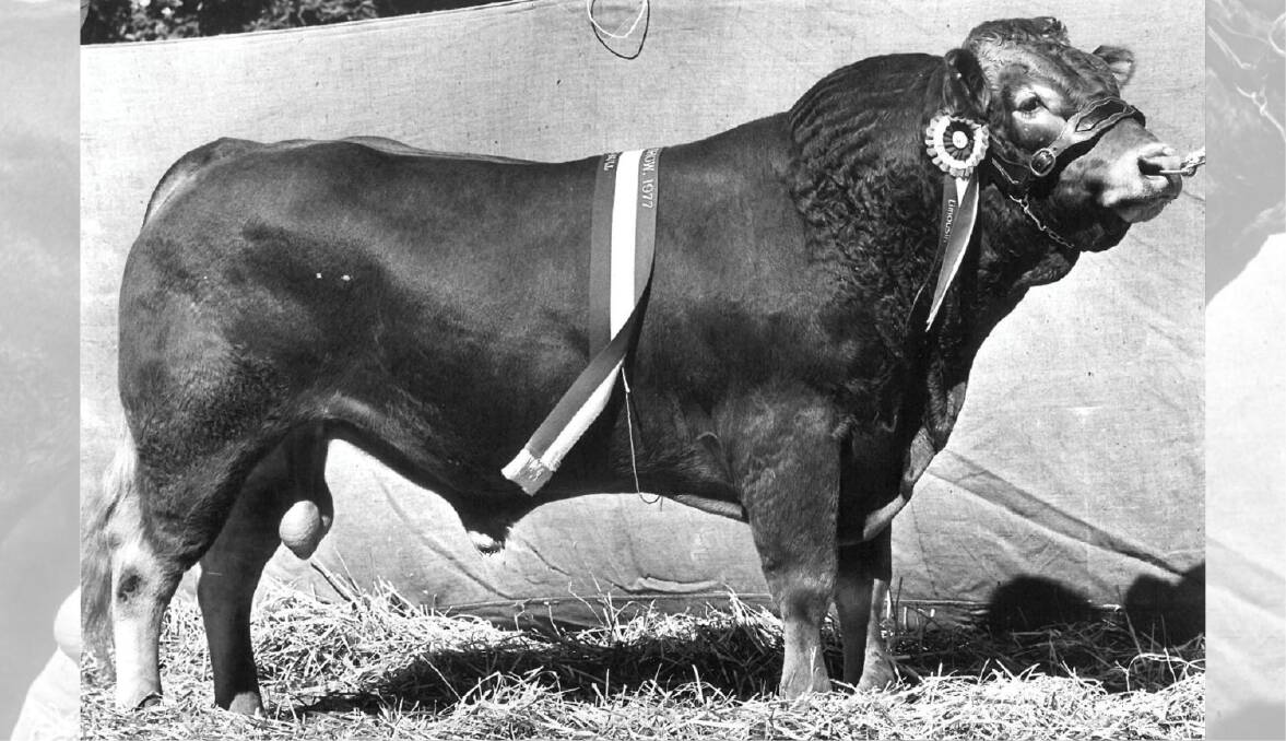An example of the foundation Limousins that arrived in Australia 50 years ago is Champion Limousin bull at the 1976 Royal Melbourne and Sydney Shows, Sundowner Ranches Jason. Picture supplied