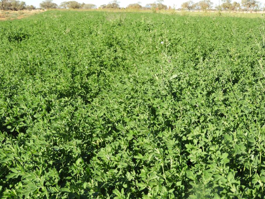 The owner of this crop used Earthlife Soil Balance's Pasture Blend and was very happy with the outcome. He has been a repeat customer since. Picture supplied
