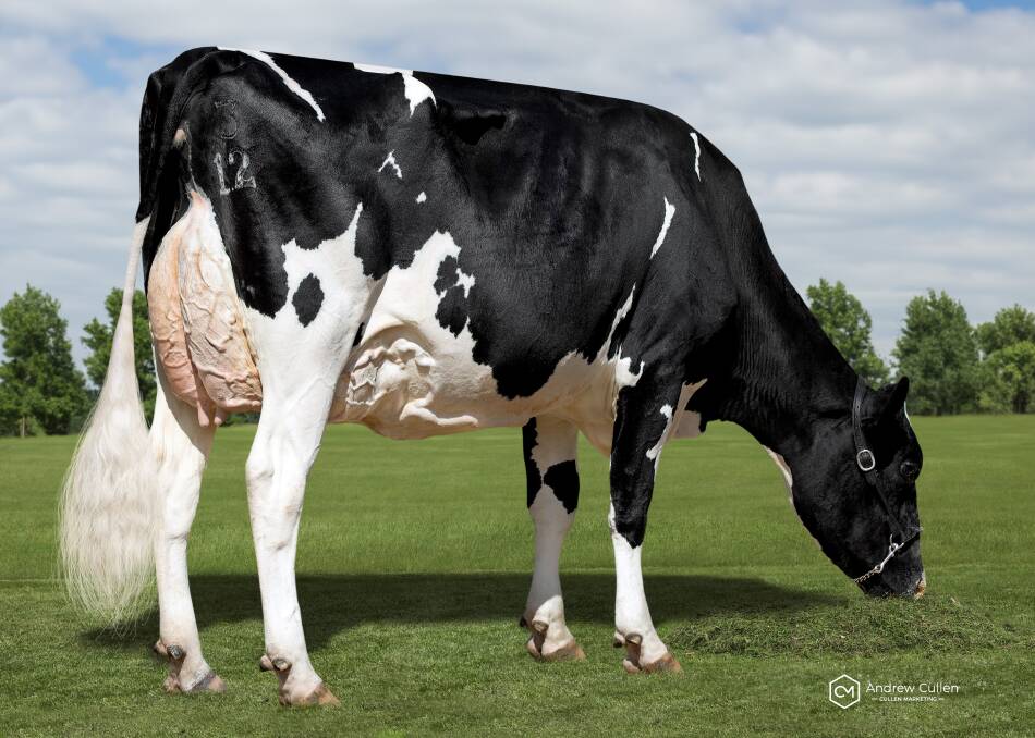 The Kitchen family's Carenda Holsteins has dominated the December release of Australian Breeding Values, including the top BPI Holstein, Carneda Jeronimo Vida. Picture supplied