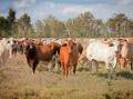 Being able to turn cattle off sooner delivers other important benefits, such as managing pastures, increasing stocking rates and minimising supplementary feeding requirements. Picture supplied