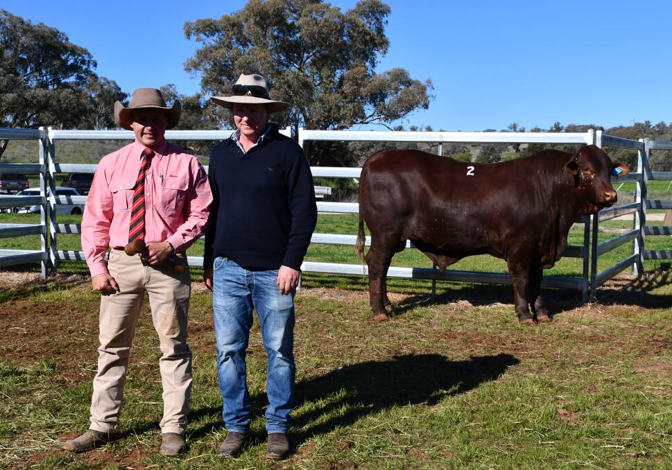 The $38,000 sale topper, Munnabah Quincy 1624 (P) with auctioneer, Lincoln McKinlay, Elders and Munnabah Stud Principal,Tom Dunlop