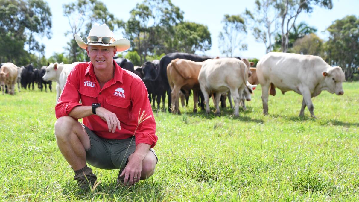 In 2020 Jack Milbank established Hartwood Cattle producing Tuli, Mashona, Boran and Drakensberger breeds. Picture: Brad Marsellos