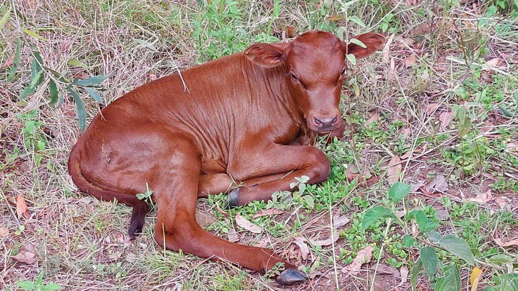 The calf was born using the original imported Tuil genetics. Picture: Jack Mllbank
