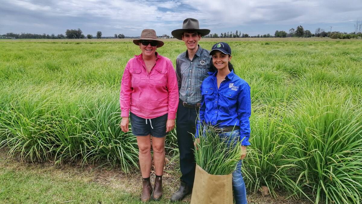 Biloela lemongrass grower Kim Stringer with CQUniversity student researchers Joel Johnson, and Elena Hoyos as they collect lemongrass for the project. Picture: Supplied