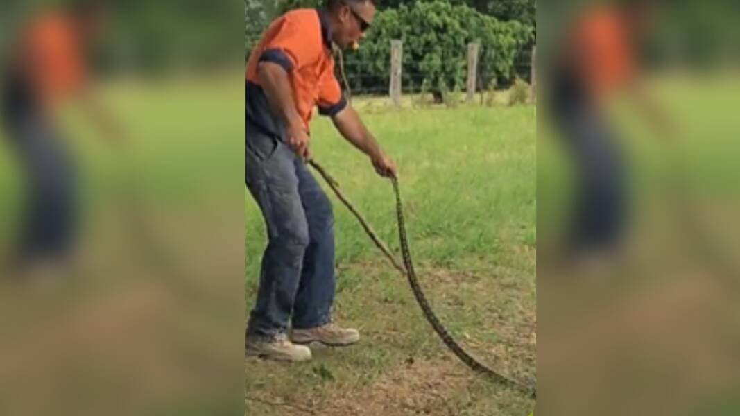 A still from footage as man drags python off the road. File picture