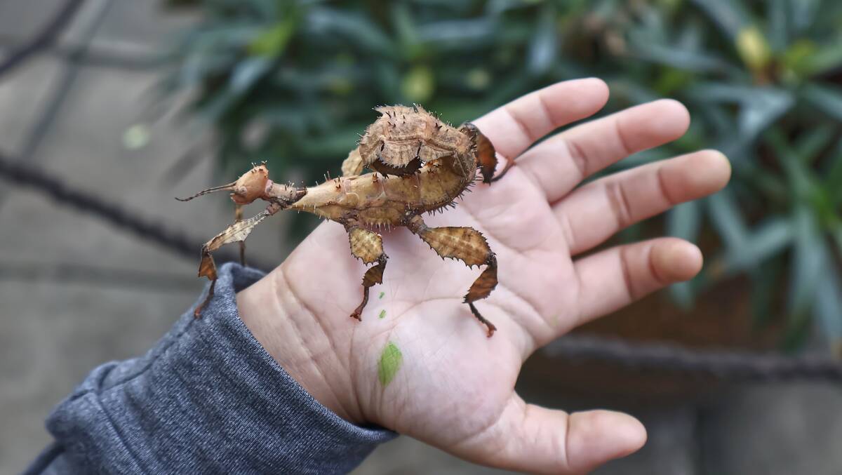 Australian spiney leaf insect, a popular pet. Picture by Capplebkk
