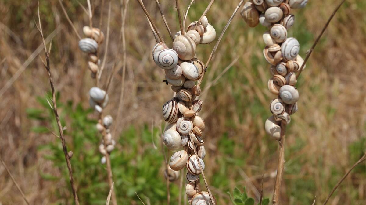 An infestation of white garden snails. Picture by Simone Hogan