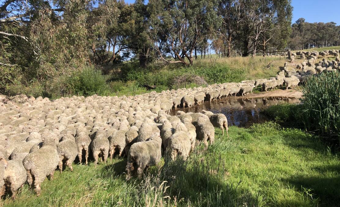 The majority of wool producing sheep in Australia are Merinos. According to AWI, the world's best Merino wool comes from Australia. Picture supplied 