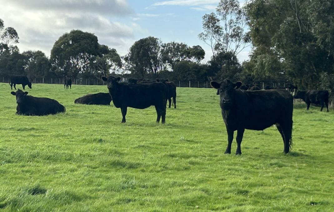 Heifers and steers are scanned for EMA, rib fat, IMF at 400 days and the data goes into Breedplan and is linked to sires and dams. Picture supplied