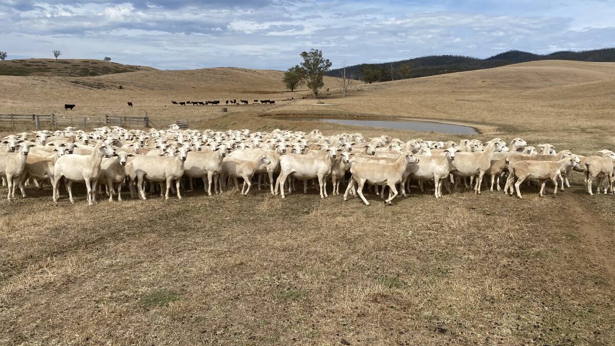 Aussie White sheep are doing well in the mountain terrain of Buchan Station, Victoria. Picture by Lyric Anderson