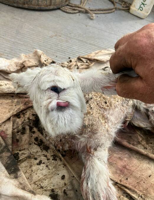 Born on the last day of winter, the one-eyed lamb was a surprise to the Bridgewater farmer. Picture supplied