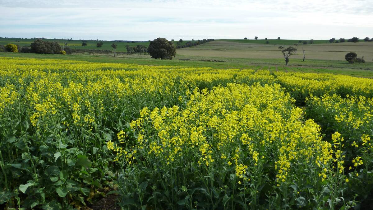 Many research trials conducted by DPI, such as this canola sowing time study, depended on staff like Julie Howard for planning and organisation. Photo supplied