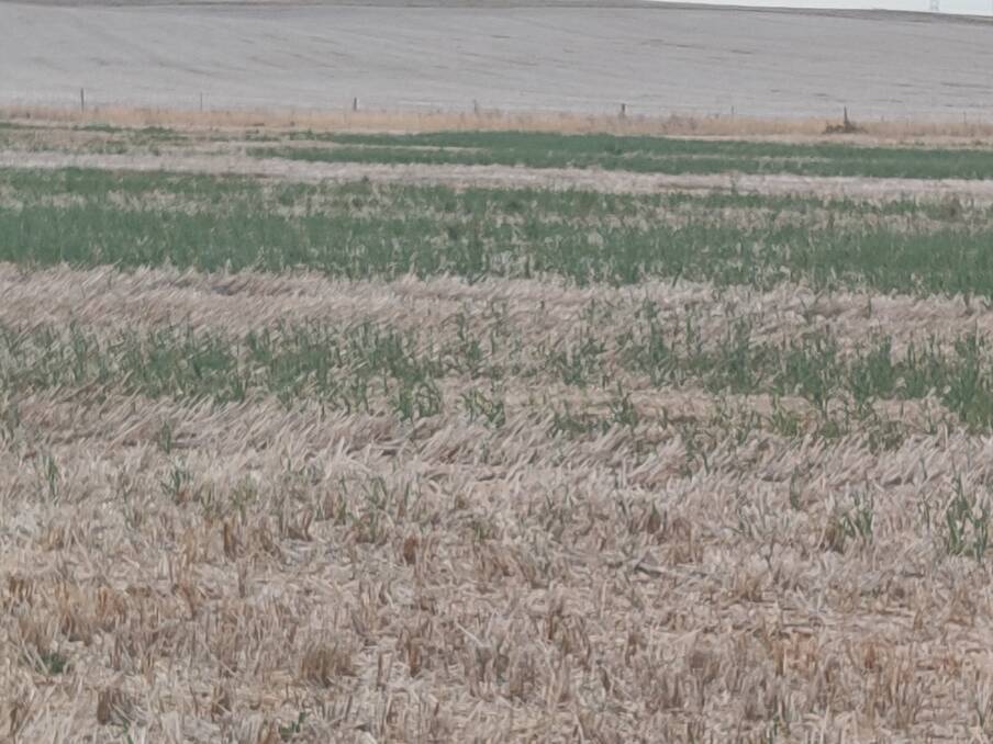 Plant growth over the fallow period, in this case, self-sown cereal, can quickly use soil moisture, commonly vital for the following crop. Picture supplied