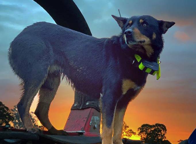 Skyblue Jack was crowned the champion working dog of 2021. Photo: Supplied