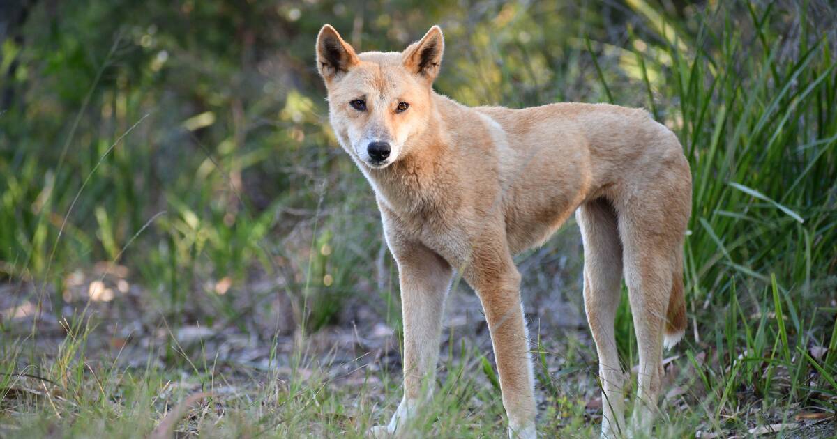 New DNA testing tech shows pure dingoes are not on the decline