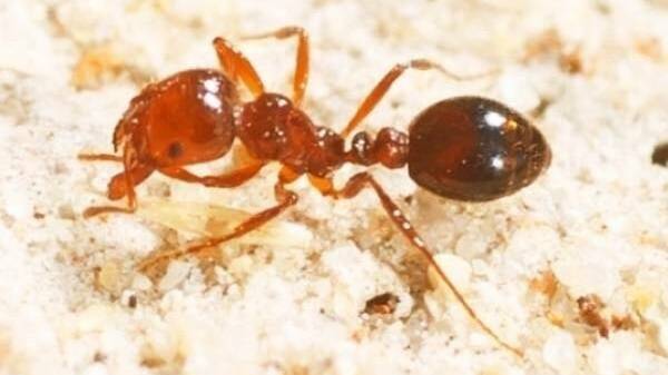The risks of the fire ant crossing the border to NSW are increasing. Picture: File 