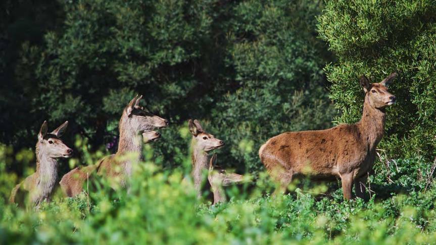 Feral deer move very quickly from property to property and once they seek refuge at a place that doesn't manage them, they quickly repopulate. Picture: File