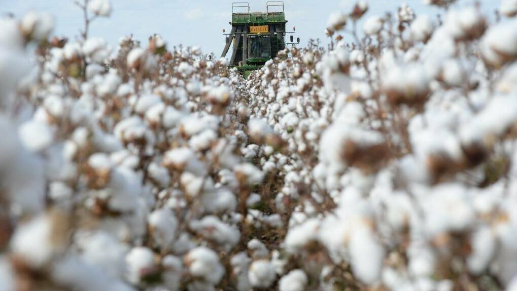 The Australian Cotton tour begins this week and includes Tamworth, Narrabri and Boggabri. Photo: File