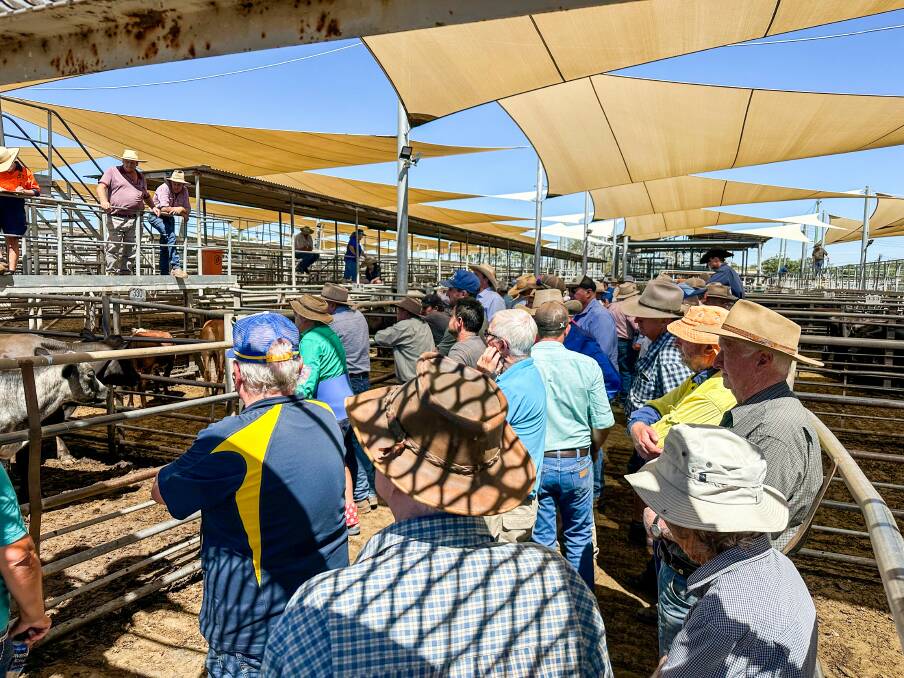 Strong buyer competition pushed prices at the first Dubbo store sale for 2024. Picture by Elka Devney.