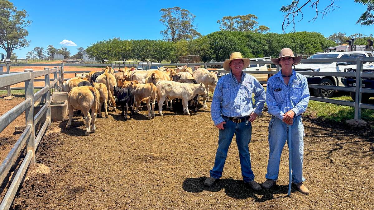 Milling Stuart agents Lachlan Stuart and James Gibson, Dunedoo, with a pen of Charolais cows with calves at foot on account of Fenella Ag, Dunedoo, which sold for $1770. Picture by Elka Devney