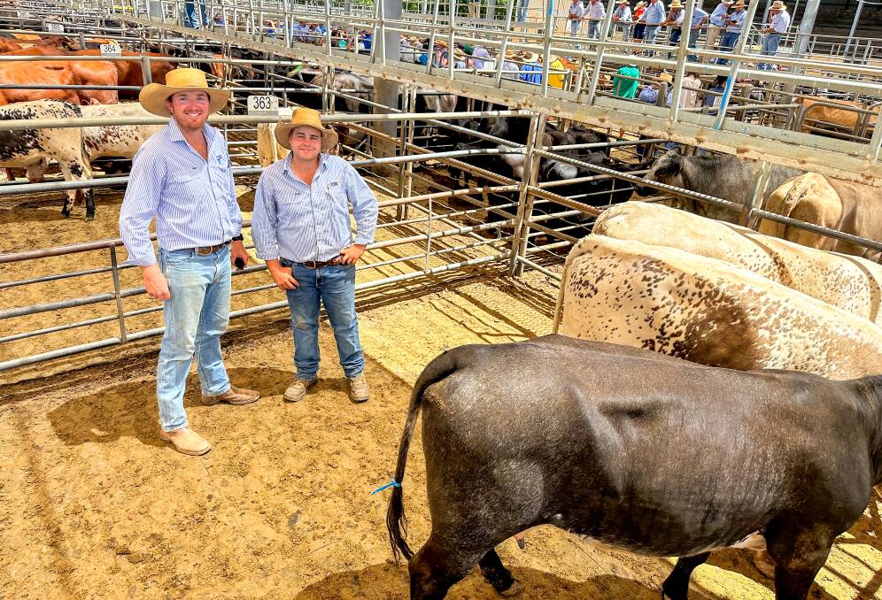 Delta Pollard Livestock agents Ryan Johnston and Tom Pollard with three Speckle Park/Shorthorn cows with calves which sold for $2600 a unit at Dubbo store cattle sale on Friday. Picture by Elka Devney.