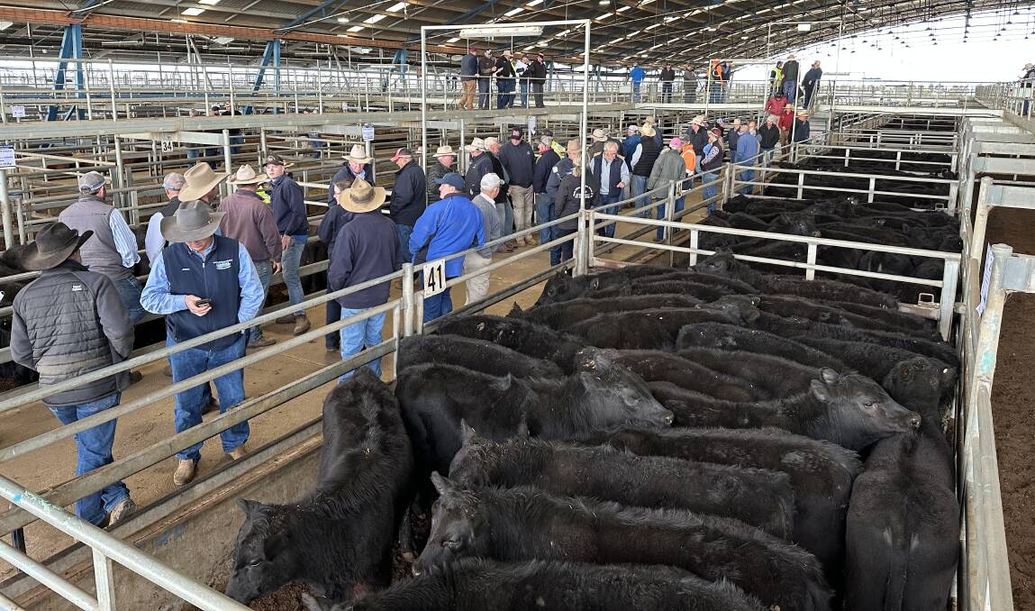 Online bidding was fierce at the Forbes store cattle sale with buyers from across the local area facing strong competition. Picture by Sam Parish.