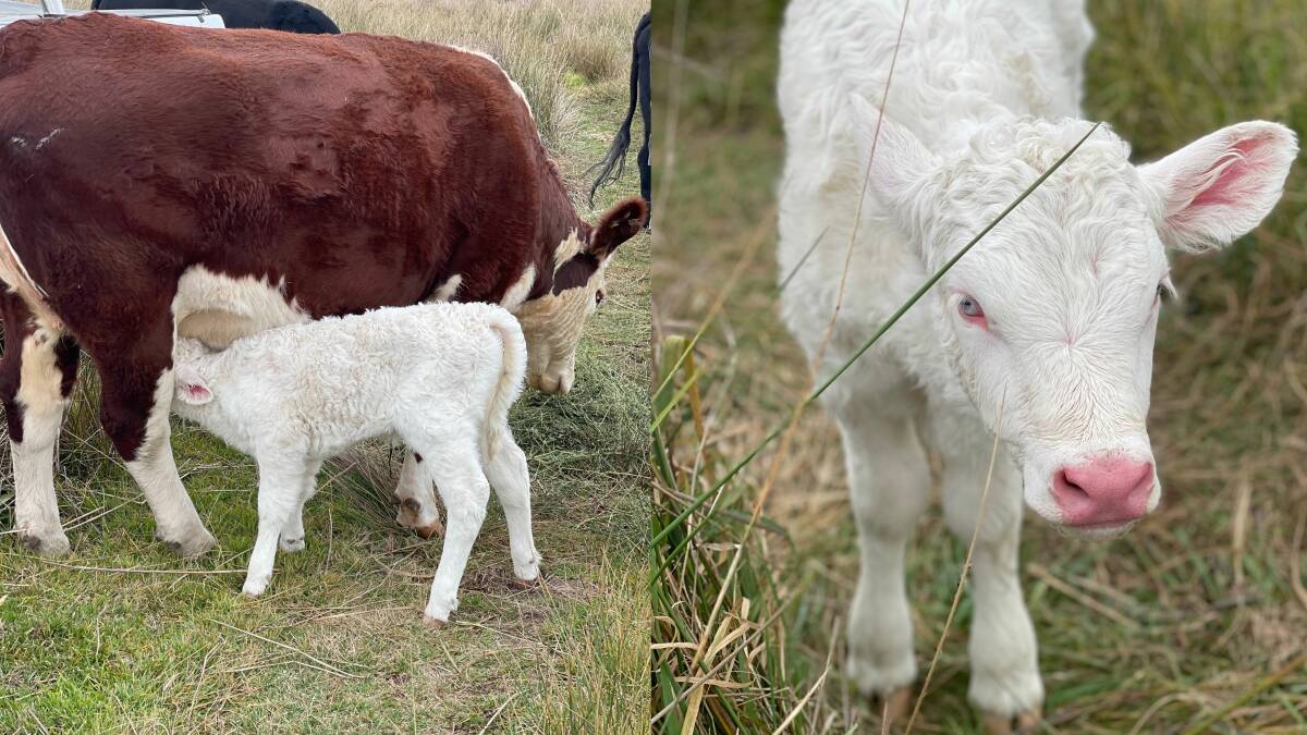 In an extremely rare occurrence Albino Hereford calf, named Migamoo, was born on Gavin and Kim Morgan's farm Taabinga, Hillgrove. Pictures supplied by Kim Morgan