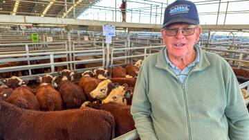 Buyer Terry Ireland, Beltana, Tullibigeal, purchased a pen of 20, 338kg, Kidman Poll Hereford-blood, Poll Hereford heifers, 10 to 12-months old, for $995 a head on account of Rob Long, Bellarwi Pastoral Co, Barmedman. Picture by Elka Devney