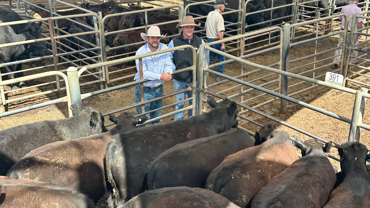 Maverick Potter, AWN Lord, Dubbo, and Ollie Kearney, Ray White Richardson and Sinclair, Dubbo, with a pen of 13 Angus steers from the Wee Waa district which sold for $900 a head. Picture by Elka Devney