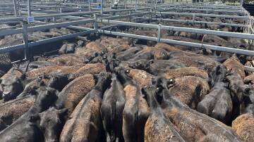 Heavier steers topped at $1330 during the Dunedoo store sale. File picture