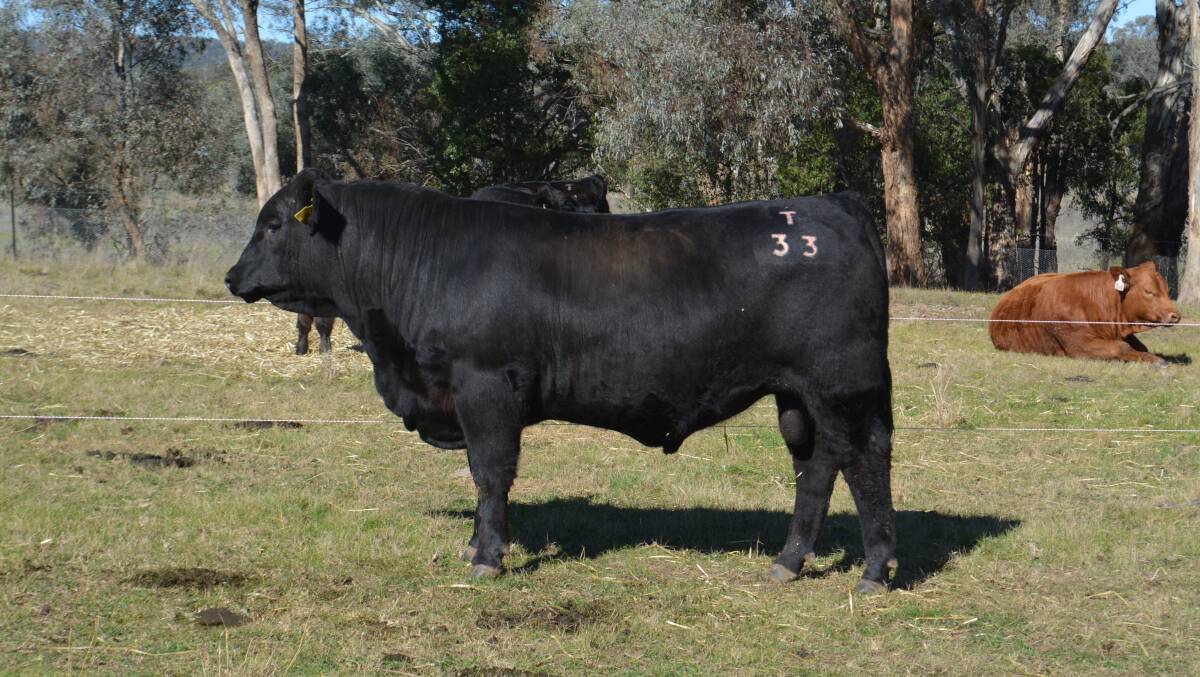 Top priced Angus bull Merit Farm Quarterback H66 T41, sold for $36,000 to Phil Redding, Dunedoo.