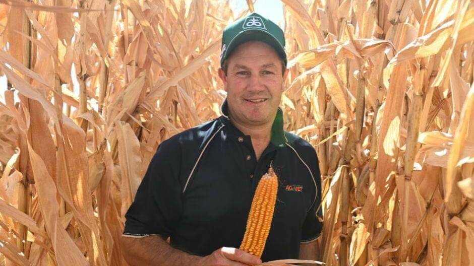 IK Caldwell AGnVET senior agronomist James Murray, Cobram, in the record breaking crop. Picture supplied by James Murray
