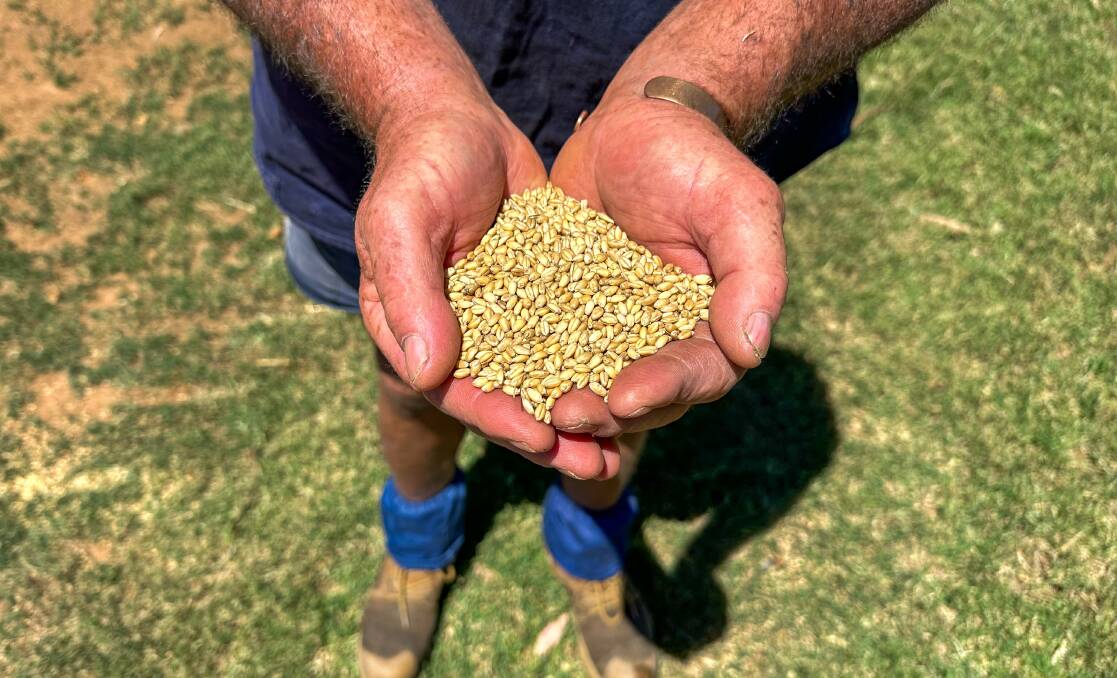 The Cook family, Barana, Coolah averaged 5.3t/ha following a tough season in the Warrumbungle region. Picture by Elka Devney