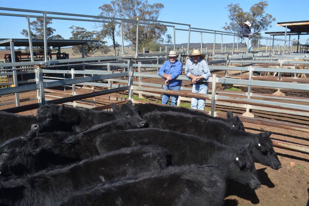 Buyer David Croft, Greenmount, Gulgong, and Milling Stuart agent Jamie Stuart, Dunedoo, with a pen of nine Angus heifers with Wargundy Angus blood that sold for $600 at Dunedoo on Wednesday. Picture by Elka Devney.