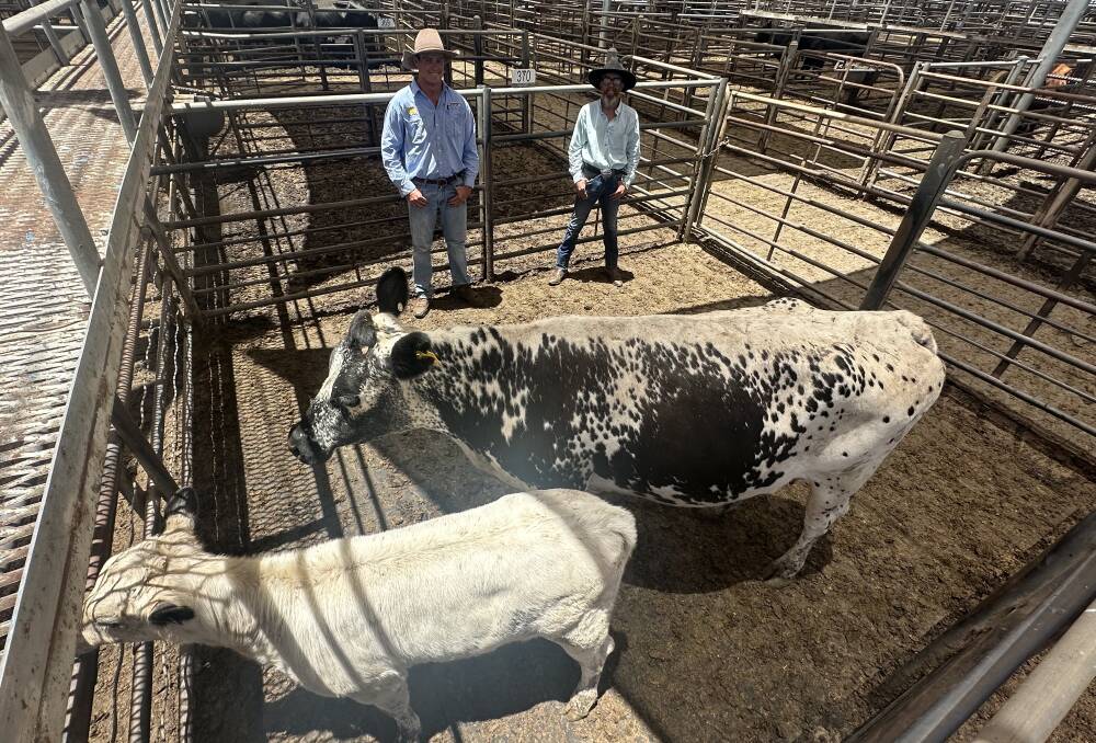 Ray White Richardson Sinclair agent Ollie Kearney and buyer Chris Palmer with a Speckle Park cow with calf, which sold for $1350. Picture by Justin Sanderson