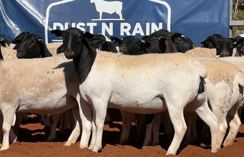 Dust'n Rain Dorpers sold 233, 53kg, April/May/June 2023 drop, Dust'n Rain-blood, depastured to Dust'n Rain type four and five Dorper rams, station mated ewes, for $262/head. Picture supplied.