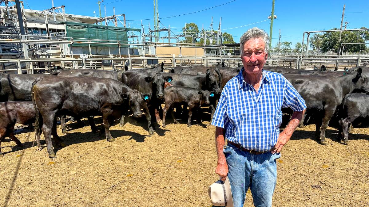Phil Sheridan, Tralee, Dubbo, sold 16 Angus cows with calves for $2420 at the Dubbo store cattle sale on Friday. Picture by Elka Devney.