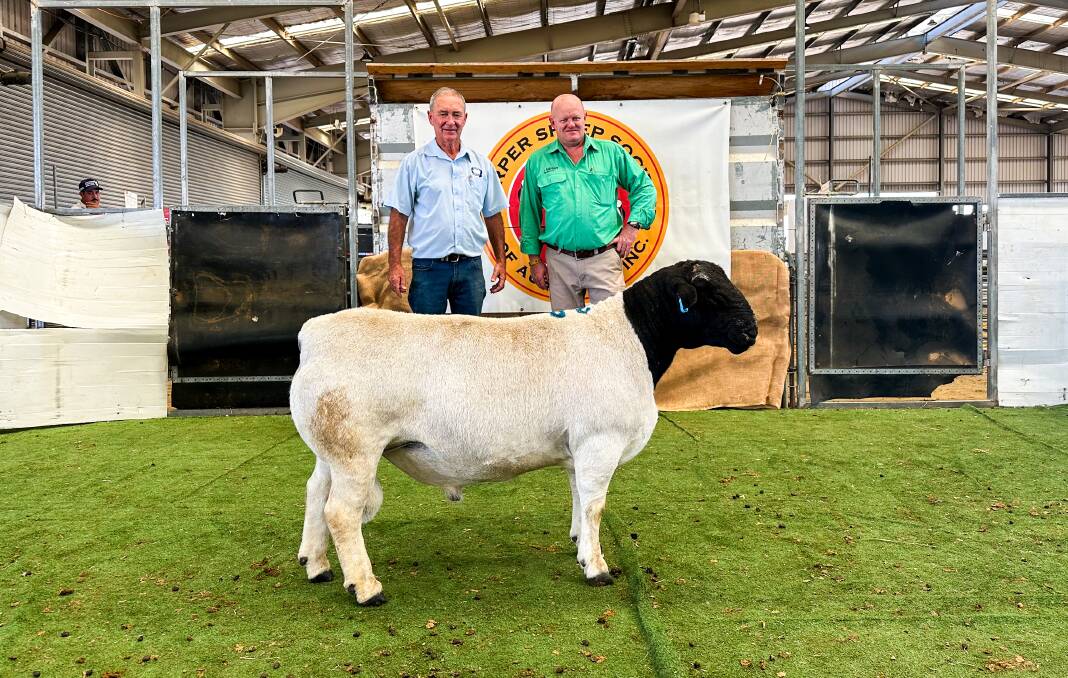 Whynot stud principal Mark Gett, Apsley, Narrabri, and auctioneer John Settree, Nutrien, Dubbo, with the top-priced Dorper ram which sold for $9000. Picture by Elka Devney