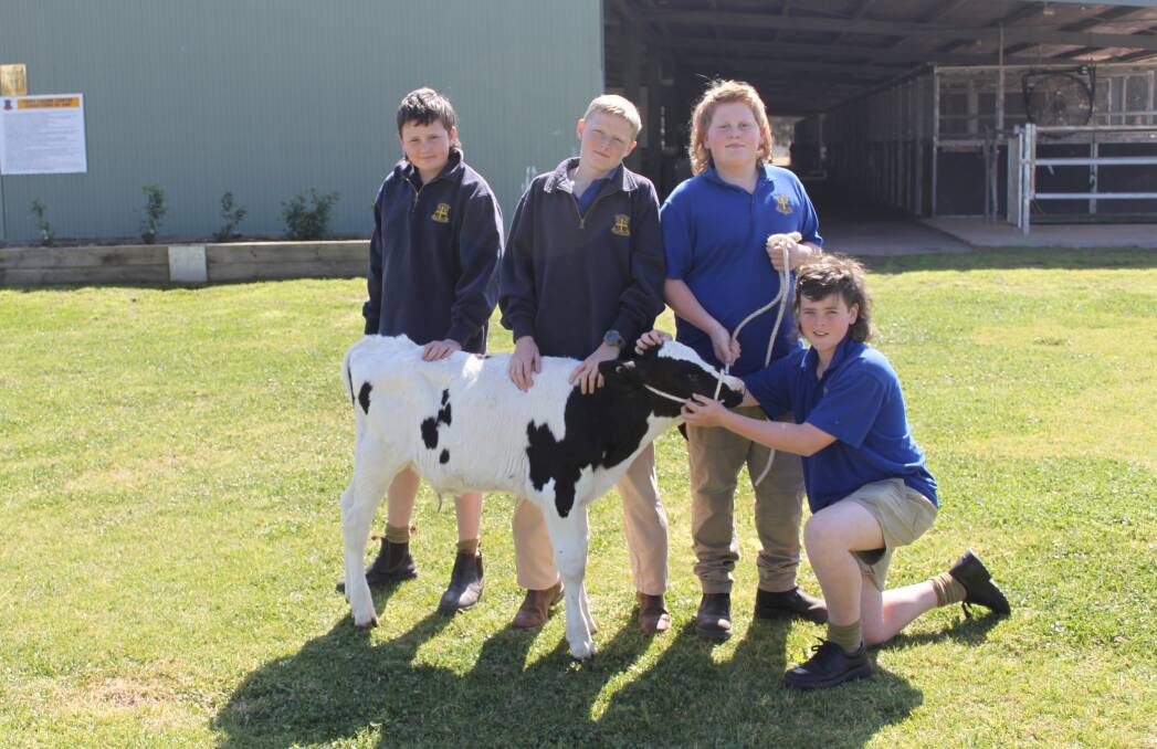 Eli Hayes, Seth Eastley, Archer Cusak and Jake Wilmshurst, better known as The Milkers, with their calf. Picture supplied.