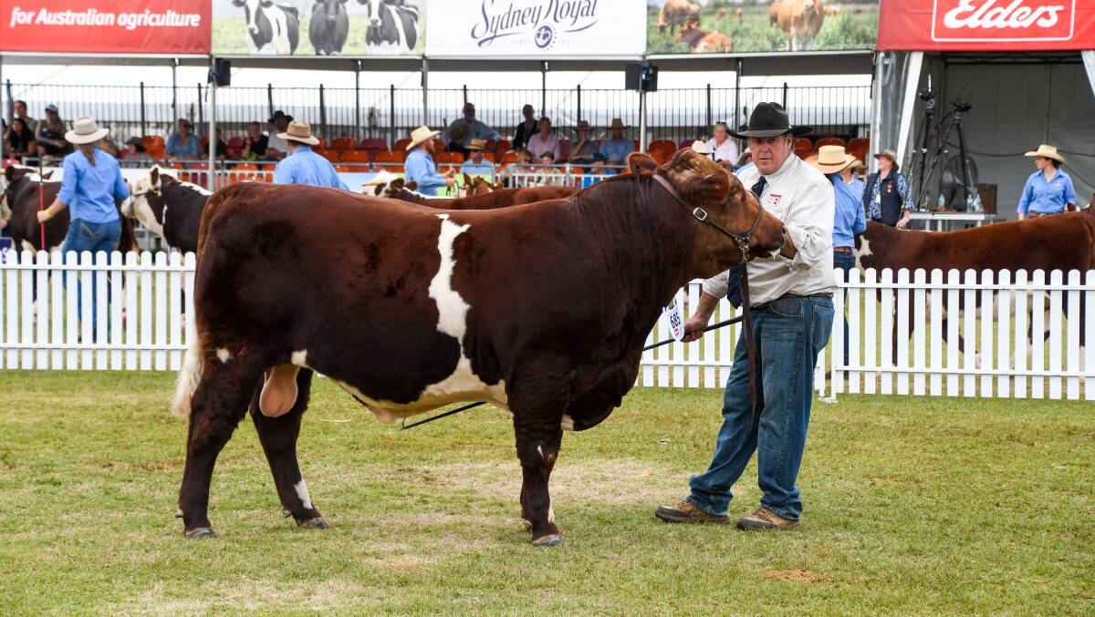 Senior and grand champion bull, Royalla Benefactor T214, paraded by Nicholas Job of Royalla Shorthorns, Yeoval. Picture by Elka Devney