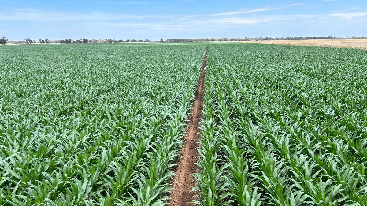 The record corn crop highlighting the excellent crop health and plant uniformity. Picture supplied by James Murray.